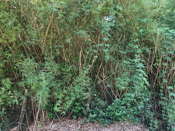 Overgrown trees and brush in a backyard on a summer day