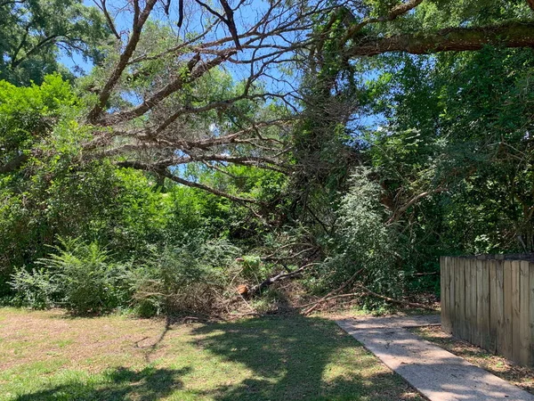 Overgrown trees and brush in a backyard on a summer day