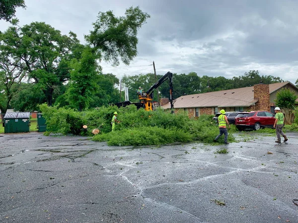 Ağaç budayıcılar fırtınadan sonra devrilmiş bir ağacı kesiyor.
