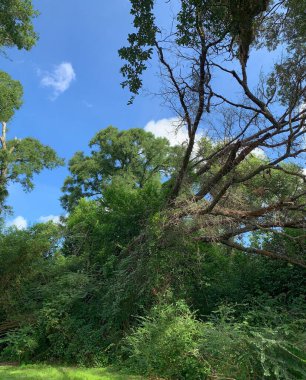 Yaz Piknik Mutfağı