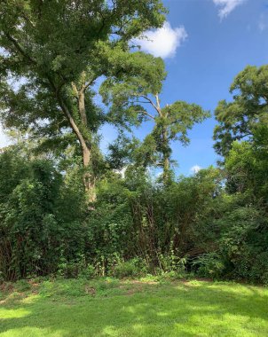 Arka Bahçe Yaz Doğa Sahnesi