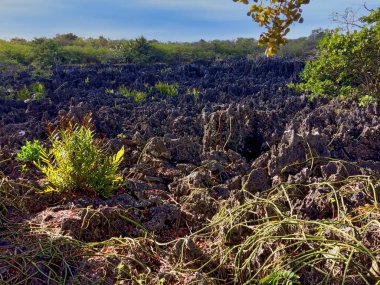 Batı Körfezi 'nde Cehennem' de kireçtaşı oluşumları, Grand Cayman, Cayman Adaları