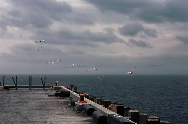 Group Seagulls Taking Bay Fundy New Brunswick Canada — стокове фото