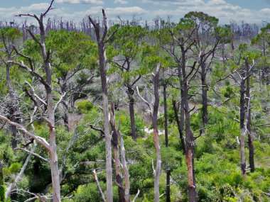 2004 yılındaki Ivan Kasırgası 'ndan kalma ölü ağaç ve hayvan manzarası.