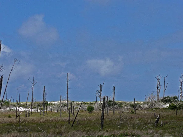 Pohled Mrtvé Stromy Faunu Výsledek Hurikánu Ivan Roce2004 Fort Pickens — Stock fotografie