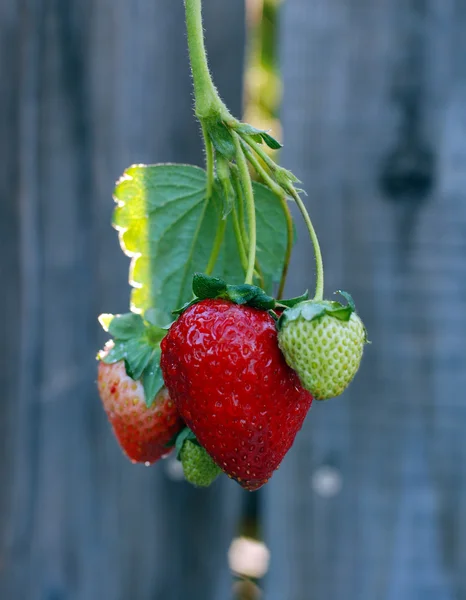 Racimo de fresas maduras en una rama verde — Foto de Stock