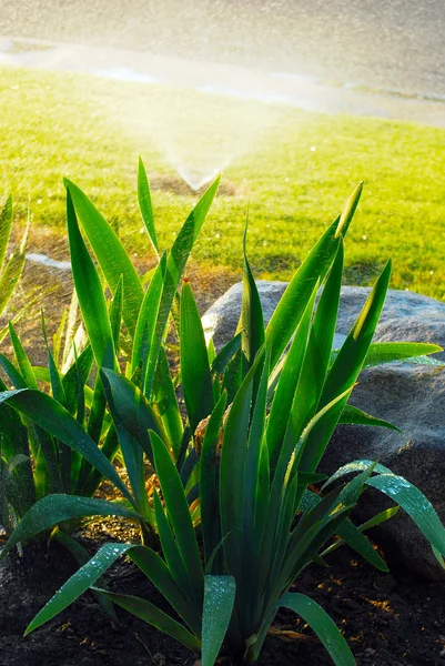 Hermosa planta de Iris — Foto de Stock