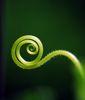 Salatalık bitki vuruyor