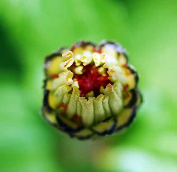 Flor de zinco — Fotografia de Stock