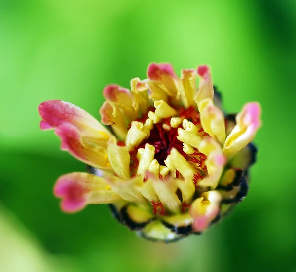 Zinnia bloem — Stockfoto