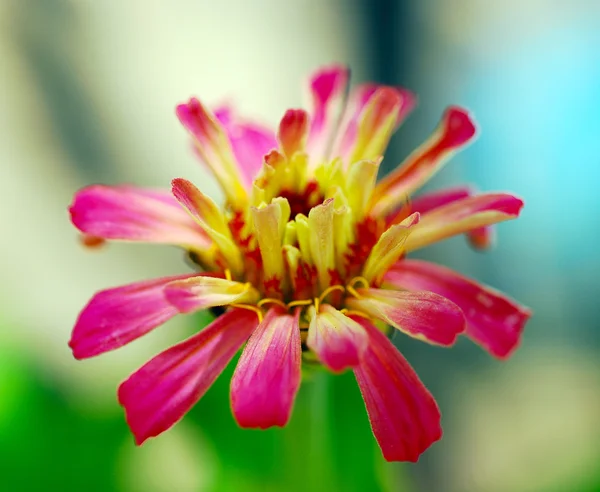 Zinnia bloem — Stockfoto