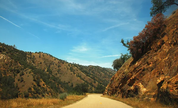 Tree Road Désert de la vallée du Yucca Californie — Photo