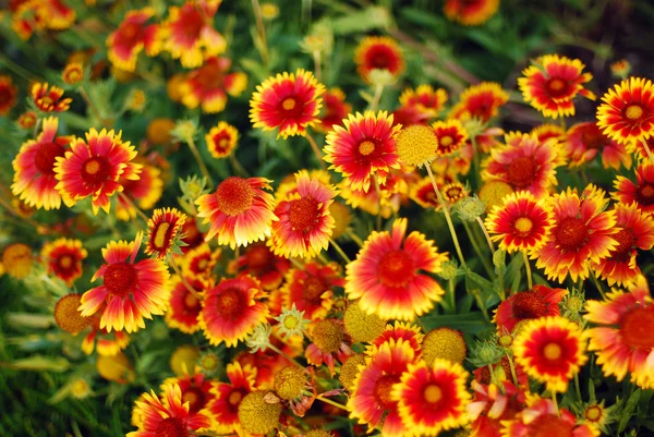 Gaillardia aristata — Fotografia de Stock