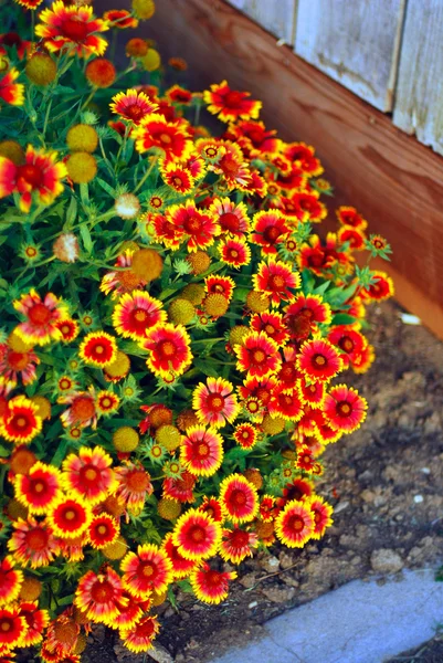 Gaillardia aristata — Stock Photo, Image