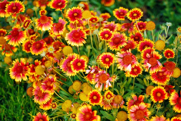 Gaillardia aristata — Stock Photo, Image