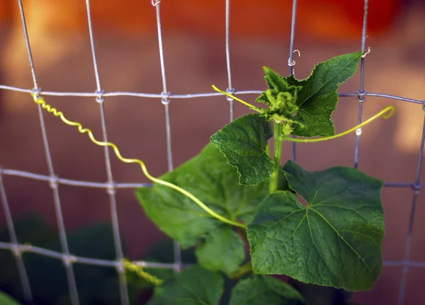 Cucumber plant in the garden. — Stock Photo, Image