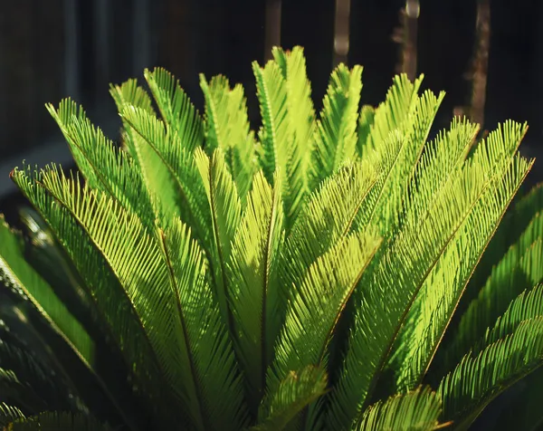 Пальмовые листья . — стоковое фото