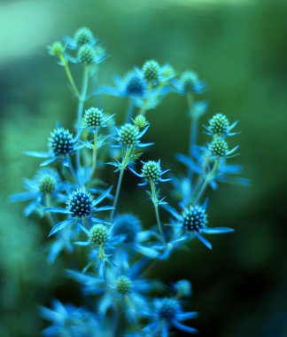 Eryngium bitki.
