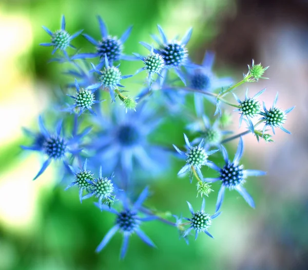 Eryngium plant. — Stockfoto