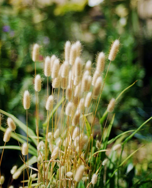 Lagurus plant, Lapin queue herbe . — Photo