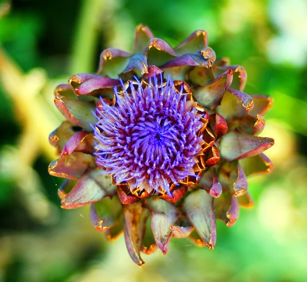 Púrpura, Alcachofa, Flor . — Foto de Stock