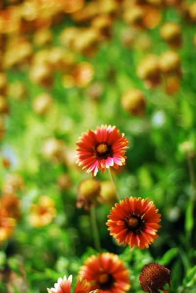 Gaillardia aristata — Stock Photo, Image