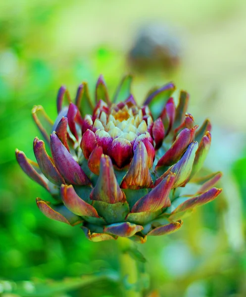 Púrpura, Alcachofa, Flor . — Foto de Stock