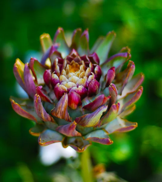 Purple, Artichoke, Flower. — Stock Photo, Image