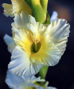 Beyaz, Glayöl, çiçek.