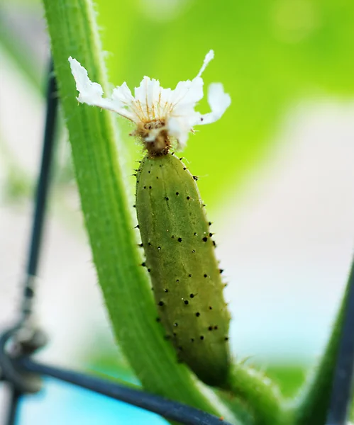 Ziekte, komkommer plant. — Stockfoto