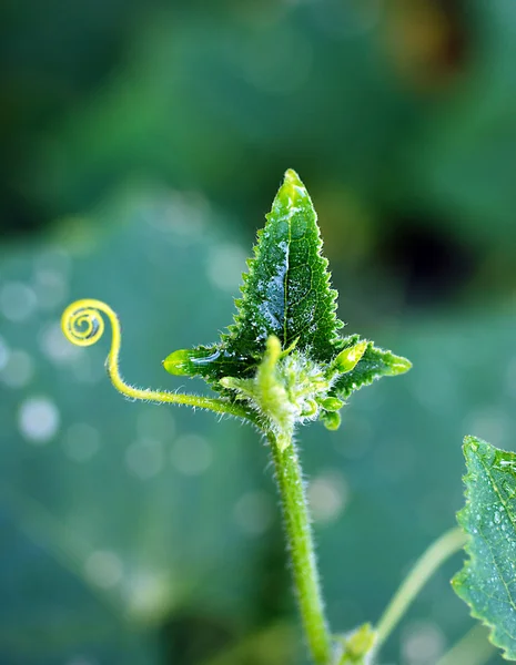 Komkommer, plant, verlaat. — Stockfoto
