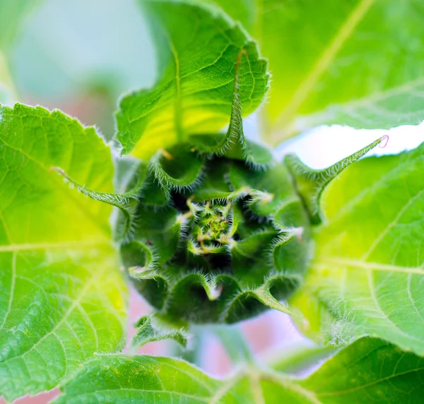 Natural, planta, girasoles . — Foto de Stock