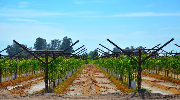 Wine, grapes, rows. — Stock Photo, Image