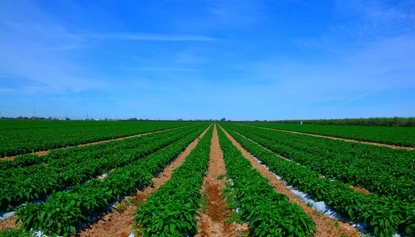 Peper op het veld. — Stockfoto