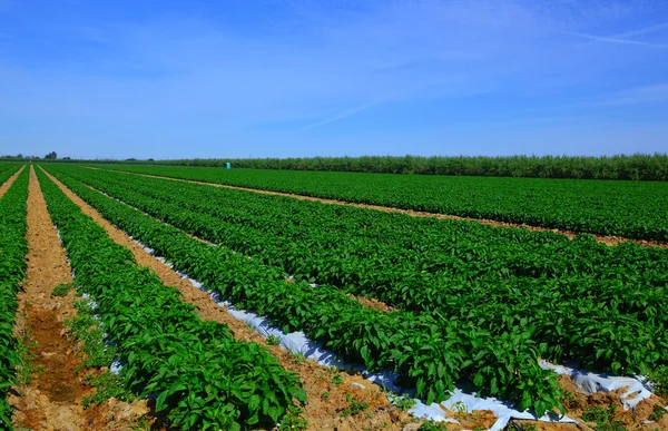 Peper op het veld. — Stockfoto