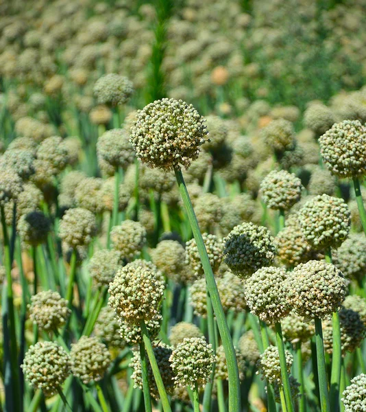 Green onion seeds. — Stock Photo, Image