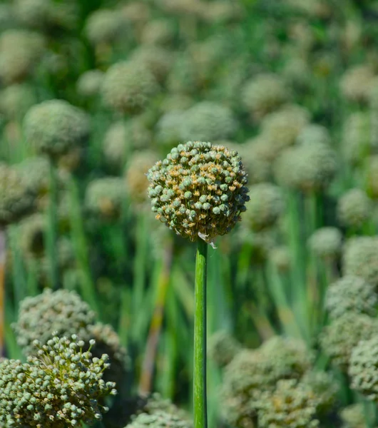 Green onion seeds. — Stock Photo, Image
