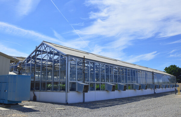 Теплица, растения, экосистема
.