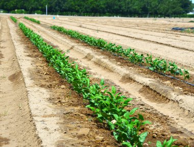 Lima, fasulye, satır