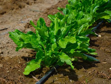 alan, şeker, pancar