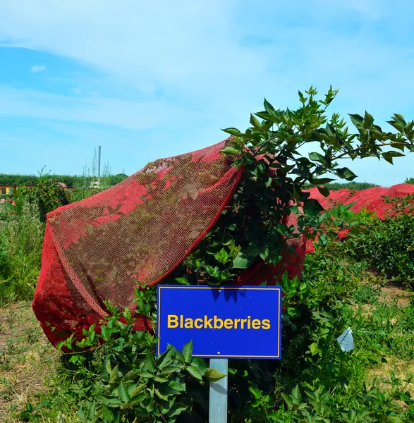 Mûres, plants de baies . — Photo