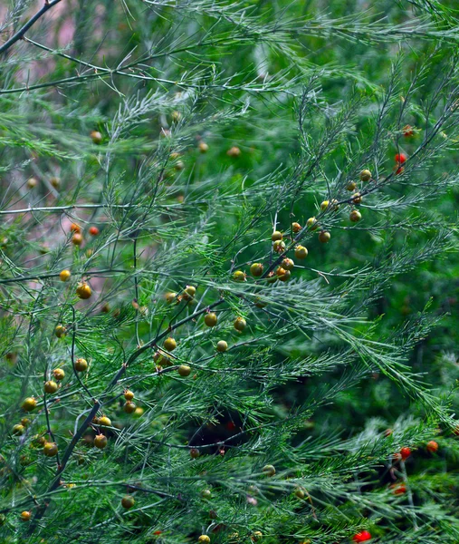 Krásný, rostlina, chřest, officinalis — Stock fotografie