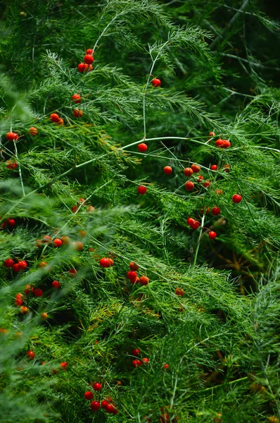 美丽的, 植物, 芦笋, 药用 — 图库照片