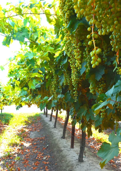 Vino, uvas, hileras . —  Fotos de Stock