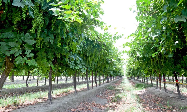 Wine, grapes, rows. — Stock Photo, Image