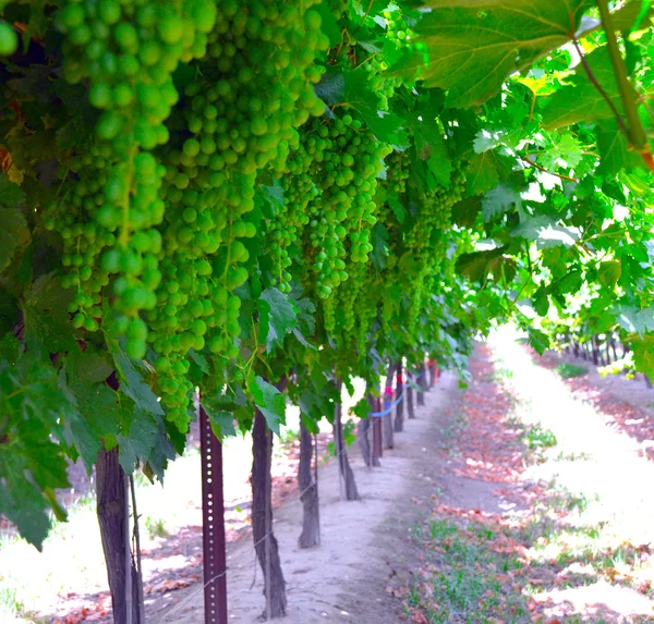 Vino, uvas, hileras . —  Fotos de Stock