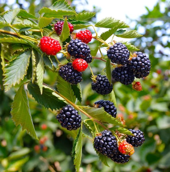 BlackBerry bitki.