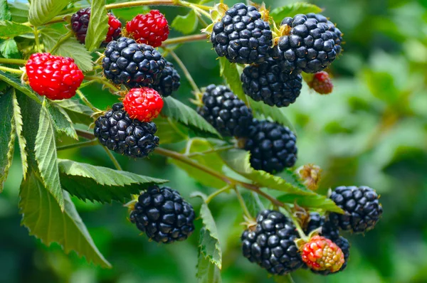 BlackBerry bitki.