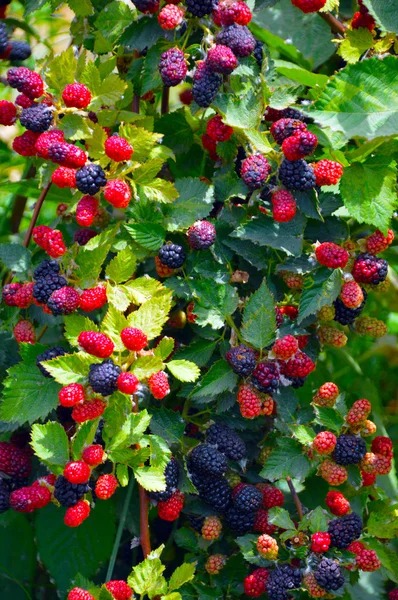 Blackberry plant. — Stock Photo, Image