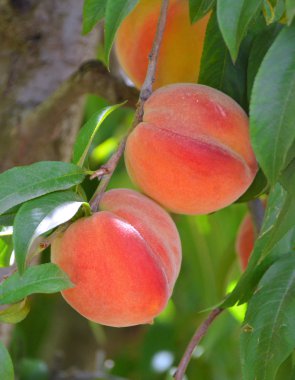 Olgun şeftaliler dalda.